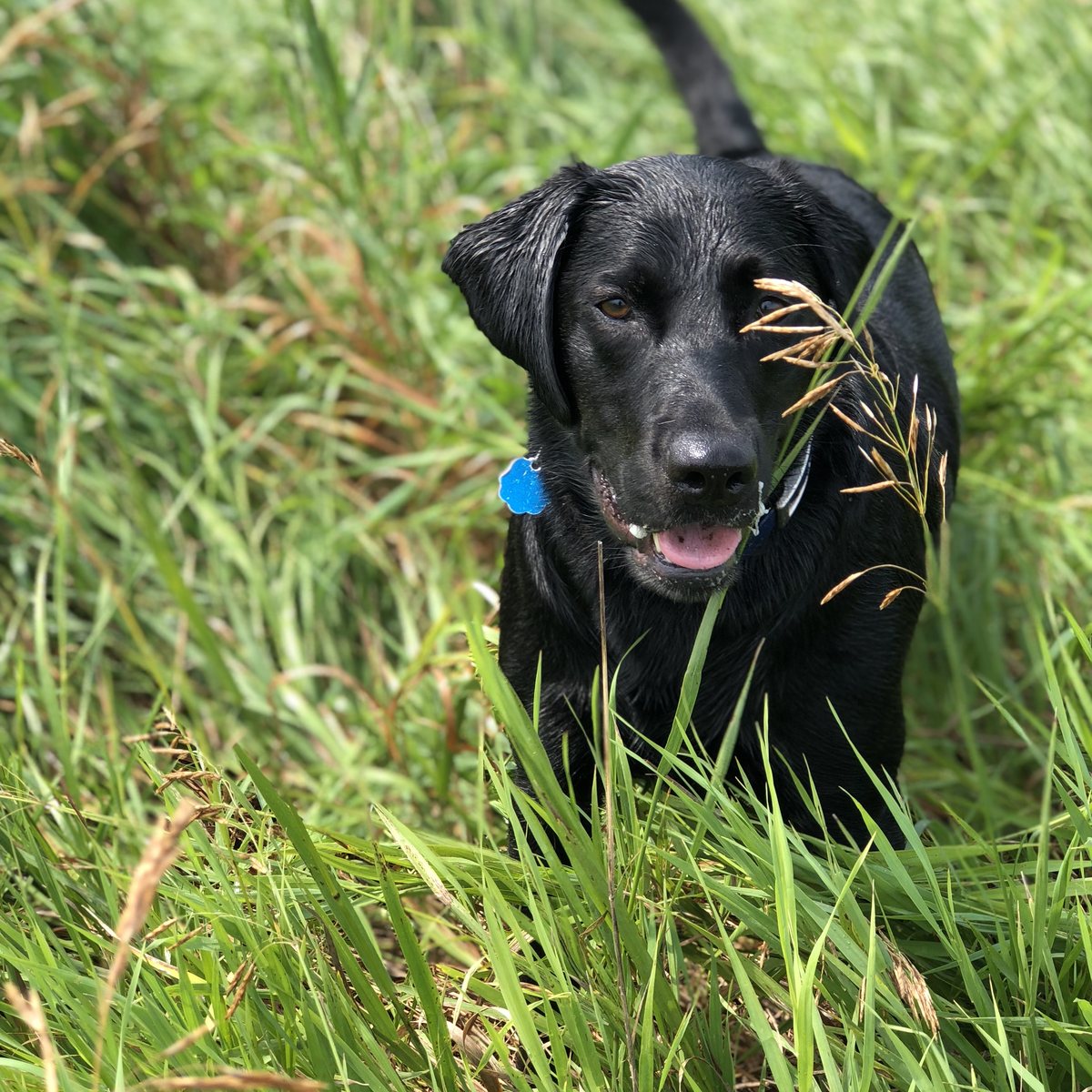Braun, a black Labrador — Delight Specialist at Polytek of Redding